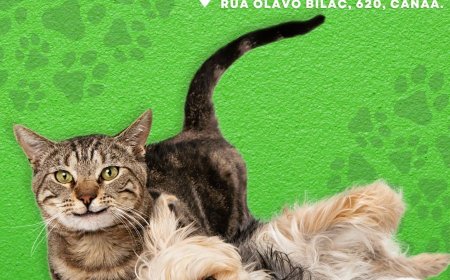 Hiper Santa Helena recebe feira de adoção de cães e gatos no sábado, 5 de outubro