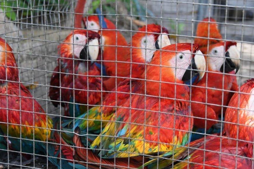 Dia Nacional contra a Biopirataria: Brasil segue como eixo de um dos crimes mais lucrativos do planeta