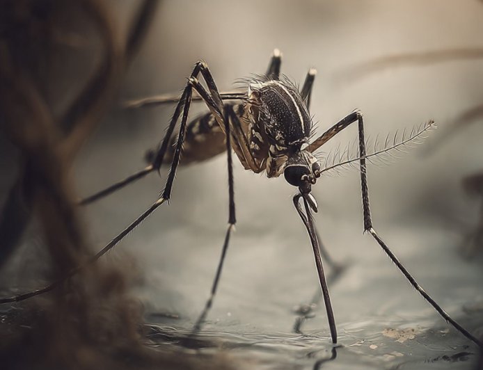 Governo de Minas amplia combate às arboviroses com início da vacinação contra chikungunya e Sete Lagoas vai ser contemplada